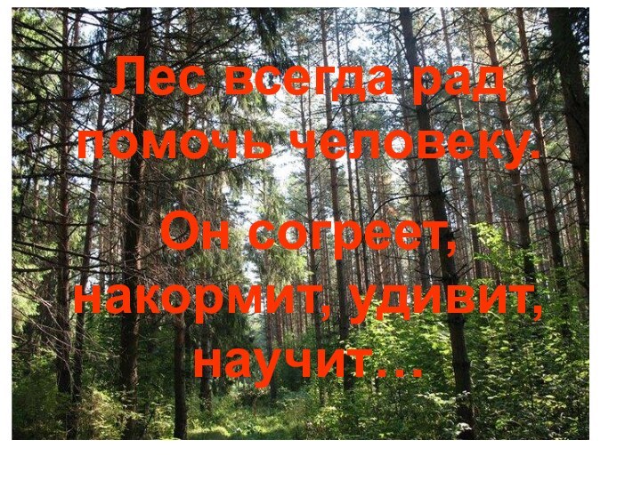 Лес всегда рад помочь человеку. Он согреет, накормит, удивит, научит…