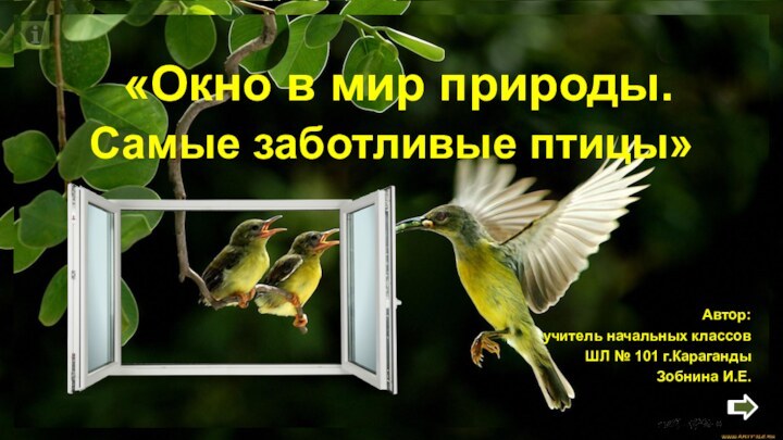 Автор: учитель начальных классовШЛ № 101 г.КарагандыЗобнина И.Е. «Окно в мир природы.Самые заботливые птицы»