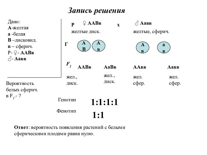 Запись решения Дано:А-желтая а -белаяВ –дисковид. n – сферич.Р- ♀- ААВв♂- АаввВероятностьбелых