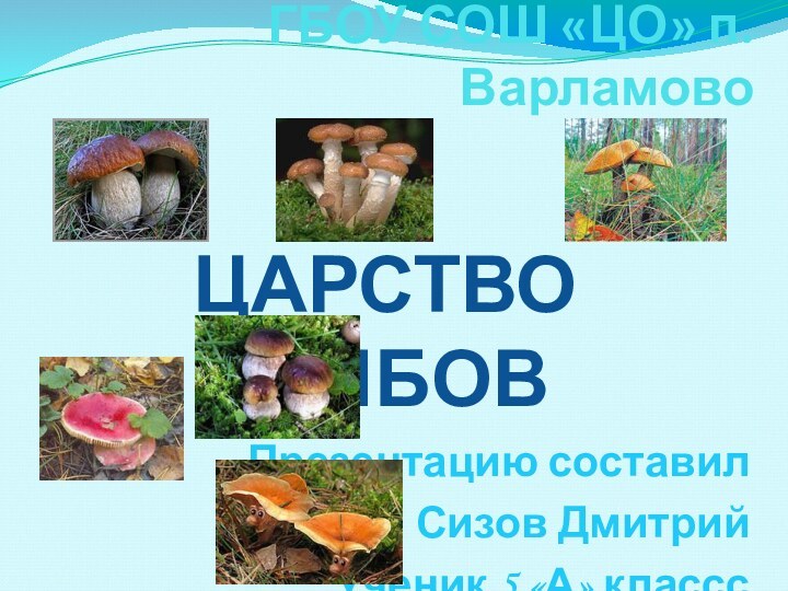 ГБОУ СОШ «ЦО» п. ВарламовоЦАРСТВО ГРИБОВПрезентацию составилСизов Дмитрий Ученик 5 «А» классс