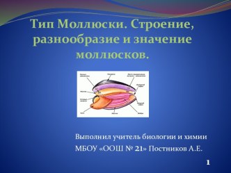 Тип Моллюски. Строение, разнообразие и значение моллюсков