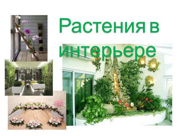 Растения в интерьере