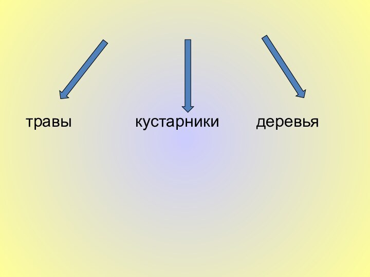 травы         кустарники     деревья