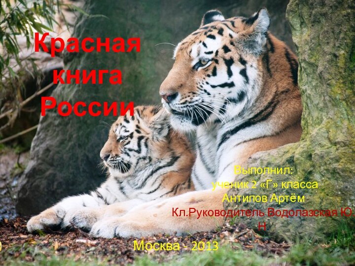 Красная книга РоссииВыполнил: ученик 2 «Г» класса Антипов АртёмКл.Руководитель Водолазская Ю.Н.Москва - 2013