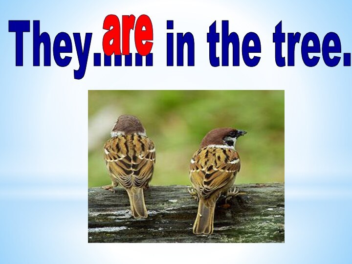 They…… in the tree.are