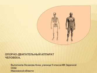 Опорно-двигательный аппарат человека