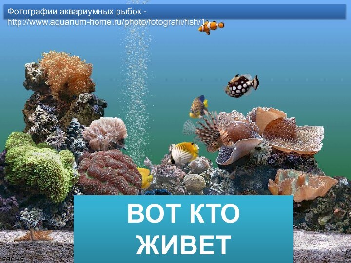 ВОТ КТО ЖИВЕТ В АКВАРИУМЕ!Фотографии аквариумных рыбок - http://www.aquarium-home.ru/photo/fotografii/fish/1