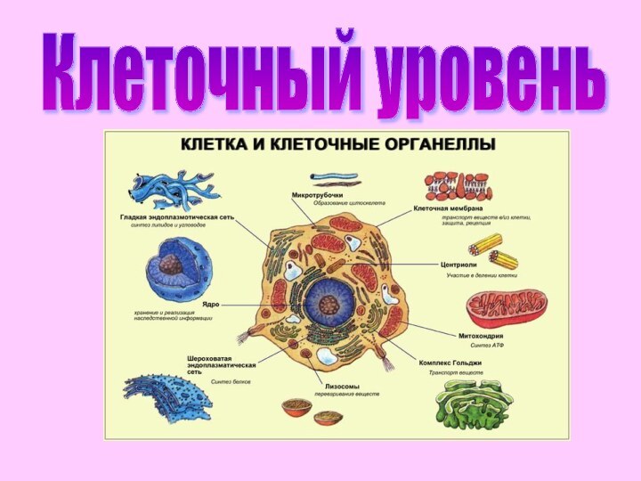 Клеточный уровень