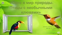 Презентация по теме Окно в мир природы. Птицы с необычными клювами