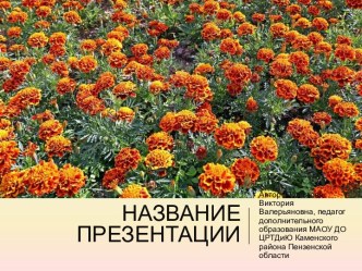 Шаблоны презентаций Бархатцы 1