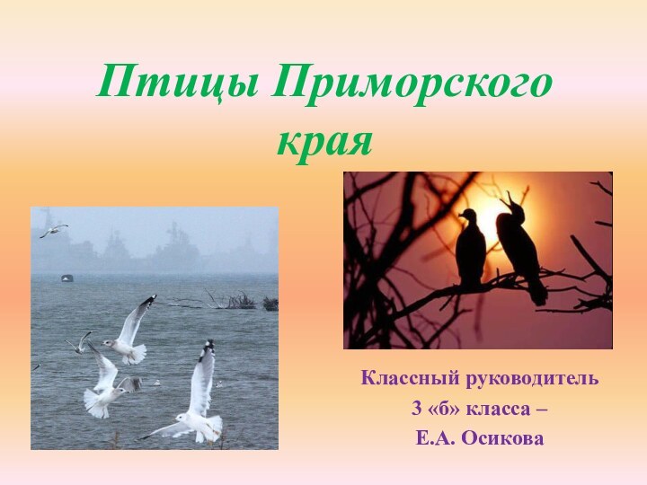 Птицы Приморского краяКлассный руководитель 3 «б» класса – Е.А. Осикова