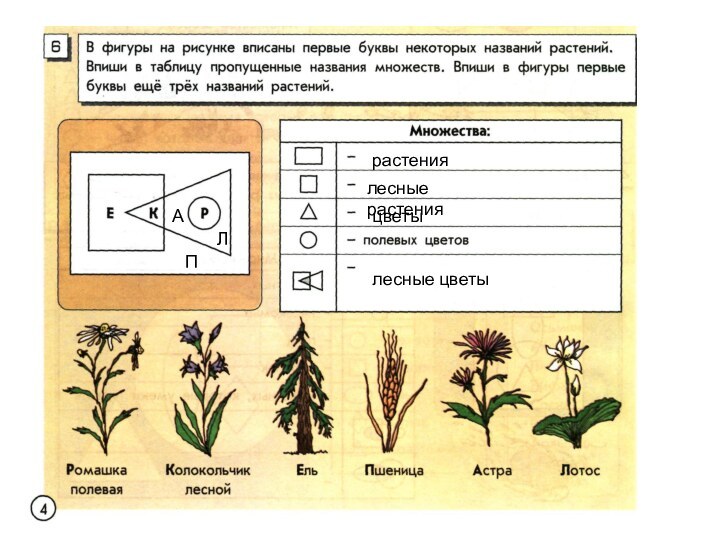 растениялесные растенияцветылесные цветыП А Л