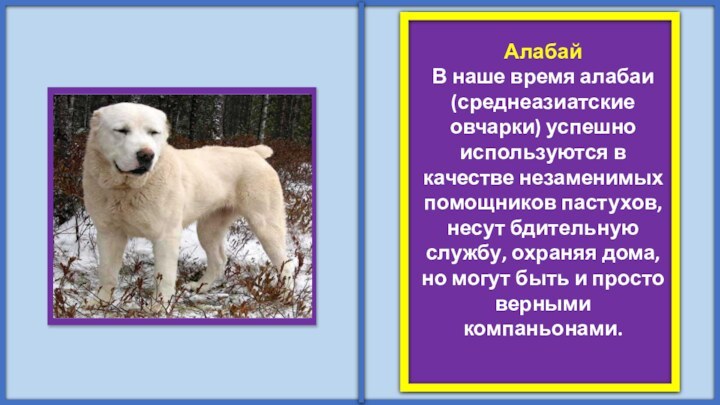 АлабайВ наше время алабаи (среднеазиатские овчарки) успешно используются в качестве незаменимых помощников