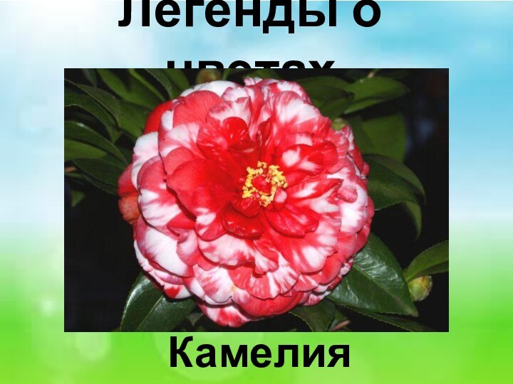 Легенды о цветах Камелия