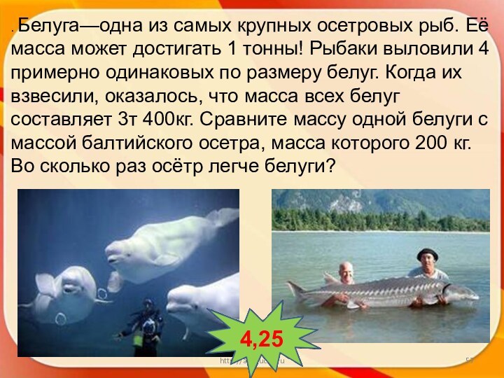 *http://aida.ucoz.ru. Белуга—одна из самых крупных осетровых рыб. Её масса может достигать 1