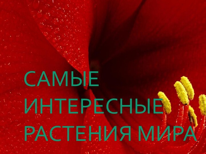 САМЫЕ ИНТЕРЕСНЫЕ РАСТЕНИЯ МИРА