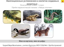 Презентация Эволюционные усложнения в скелетах хордовых животных