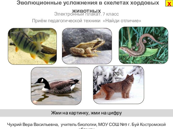 Эволюционные усложнения в скелетах хордовых животныхЭлектронный плакат. 7 классПриём педагогической техники