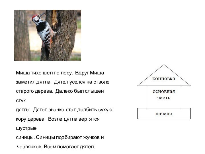 Миша тихо шёл по лесу. Вдруг Миша заметил дятла. Дятел уселся на