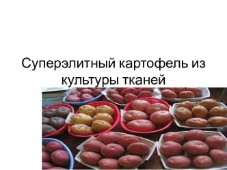 Презентация Суперэлитный картофель из культуры тканей