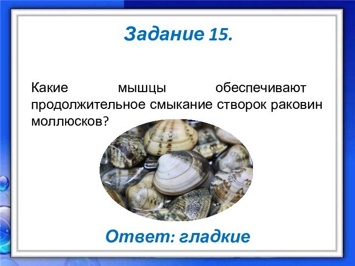 Задание 15.Какие мышцы обеспечивают продолжительное смыкание створок раковин моллюсков?Ответ: гладкие