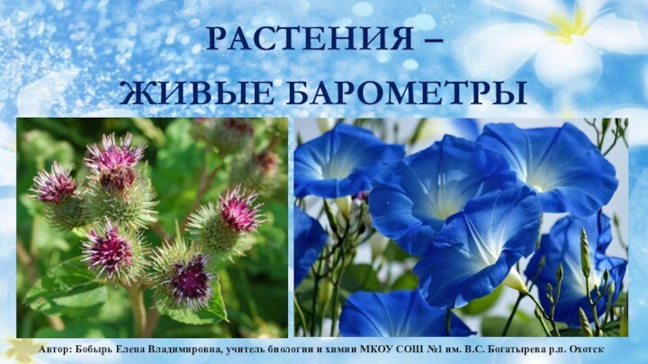 РАСТЕНИЯ – ЖИВЫЕ БАРОМЕТРЫ Автор: Бобырь Елена Владимировна, учитель биологии и химии