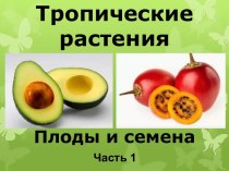 Презентация Тропические растения. Плоды и семена, часть 1