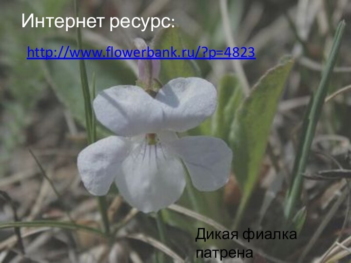 Интернет ресурс:  http://www.flowerbank.ru/?p=4823Дикая фиалка патрена