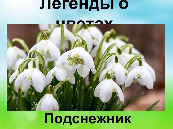 Легенды о цветах Подснежник