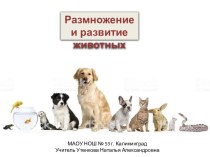 Размножение и развитие животных