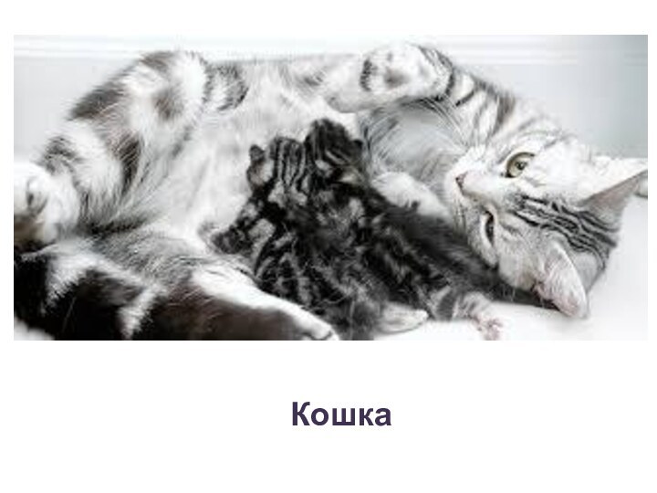 Кошка