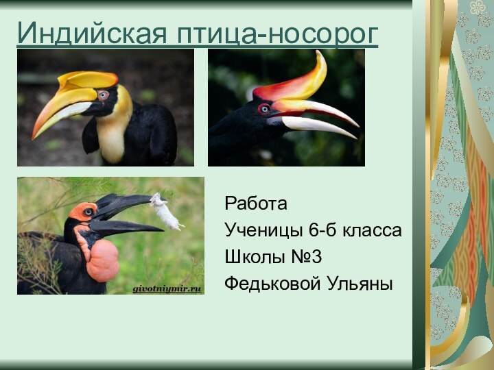 Индийская птица-носорог  Работа Ученицы 6-б классаШколы №3 Федьковой Ульяны