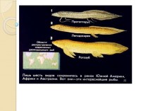 Презентация Двоякодышащие рыбы к кроссворду Первая попытка природы