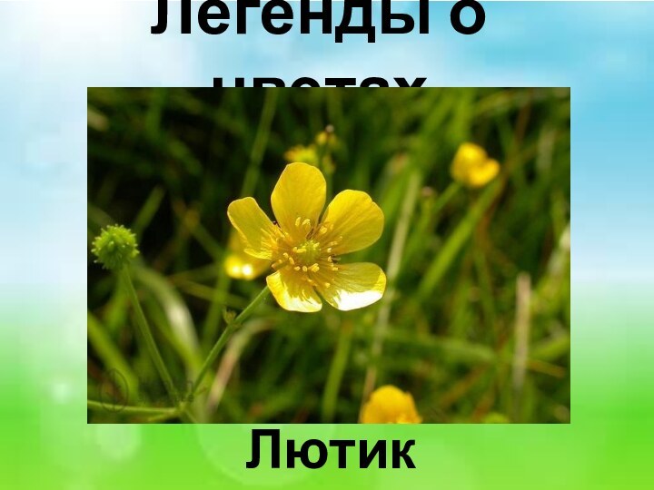 Легенды о цветах Лютик