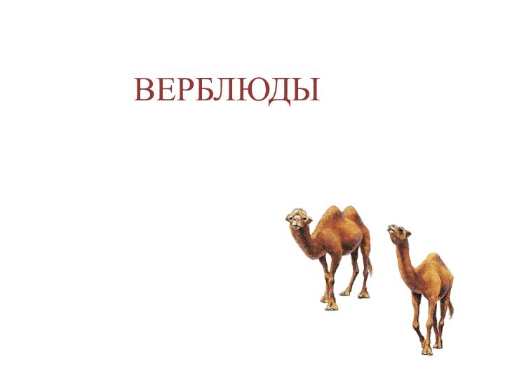 ВЕРБЛЮДЫ