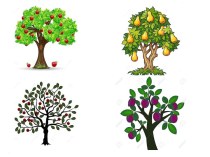 Урок по сельскохозяйственному труду в 9 классе Способы обрезки ветвей у плодовых деревьев
