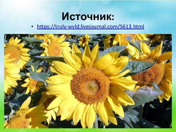 Источник:https://truly-wyld.livejournal.com/5613.html