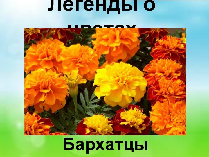 Легенды о цветах Бархатцы