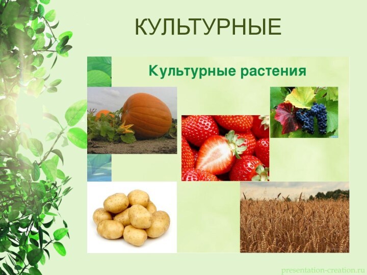 КУЛЬТУРНЫЕ