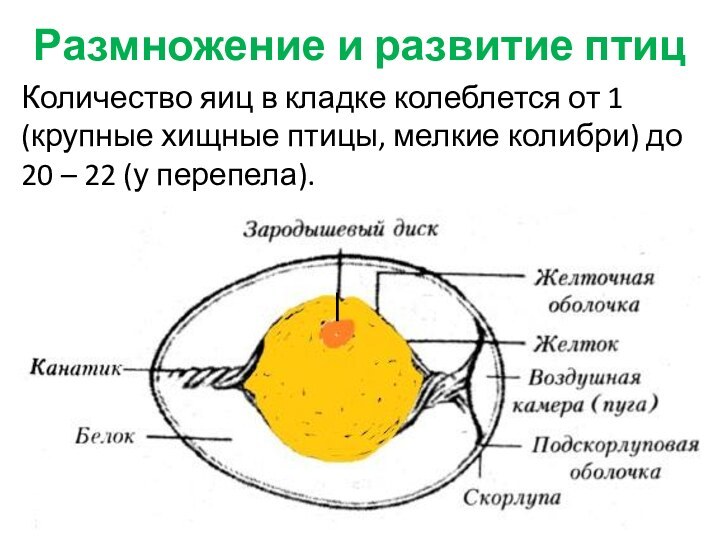 Размножение и развитие птицКоличество яиц в кладке колеблется от 1 (крупные хищные