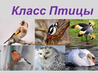 Презентация Класс Птицы