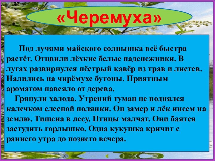 «Черемуха»   Под лучями майского солнышка всё быстра растёт. Отцвили лёхкие