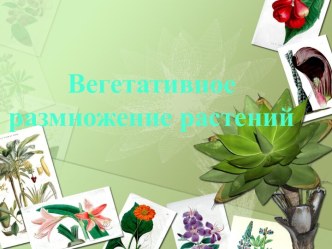 Урок Формы бесполого размножения