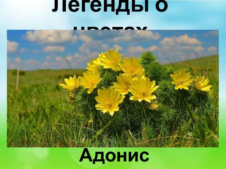 Легенды о цветах Адонис