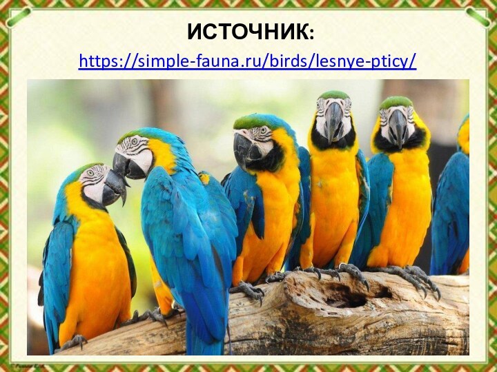 ИСТОЧНИК: https://simple-fauna.ru/birds/lesnye-pticy/