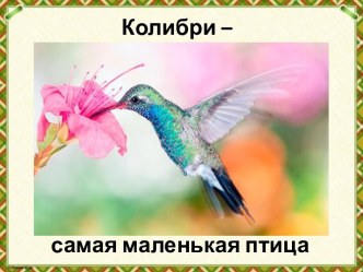 Презентация Колибри - самая маленькая птица