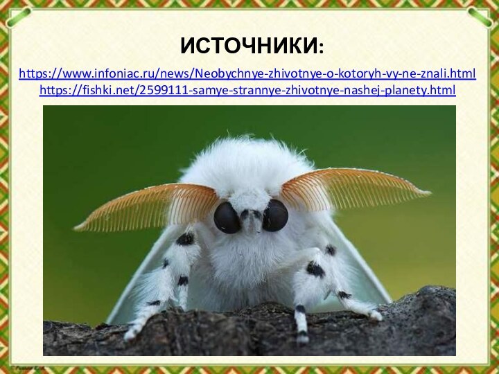 ИСТОЧНИКИ:https://www.infoniac.ru/news/Neobychnye-zhivotnye-o-kotoryh-vy-ne-znali.htmlhttps://fishki.net/2599111-samye-strannye-zhivotnye-nashej-planety.html