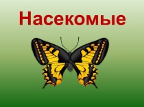 Презентация Насекомые