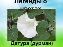 Презентация Легенда о цветах. Дурман