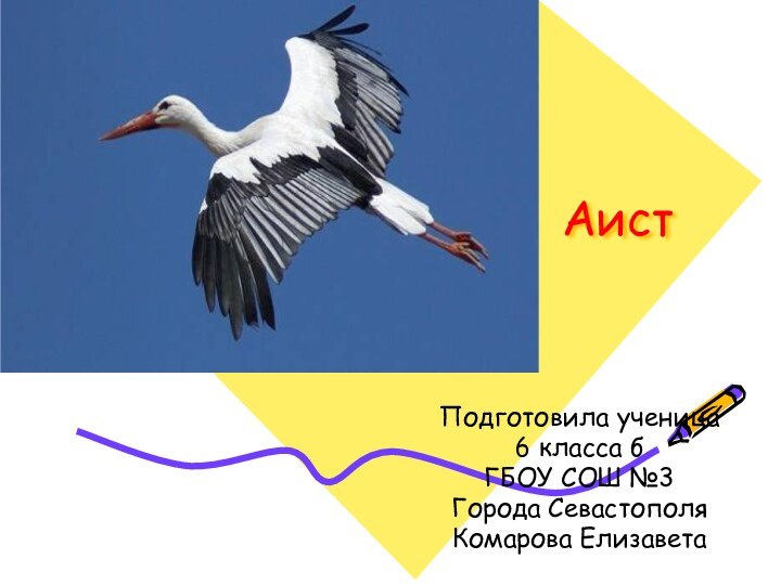 АистПодготовила ученица 6 класса бГБОУ СОШ №3Города СевастополяКомарова Елизавета